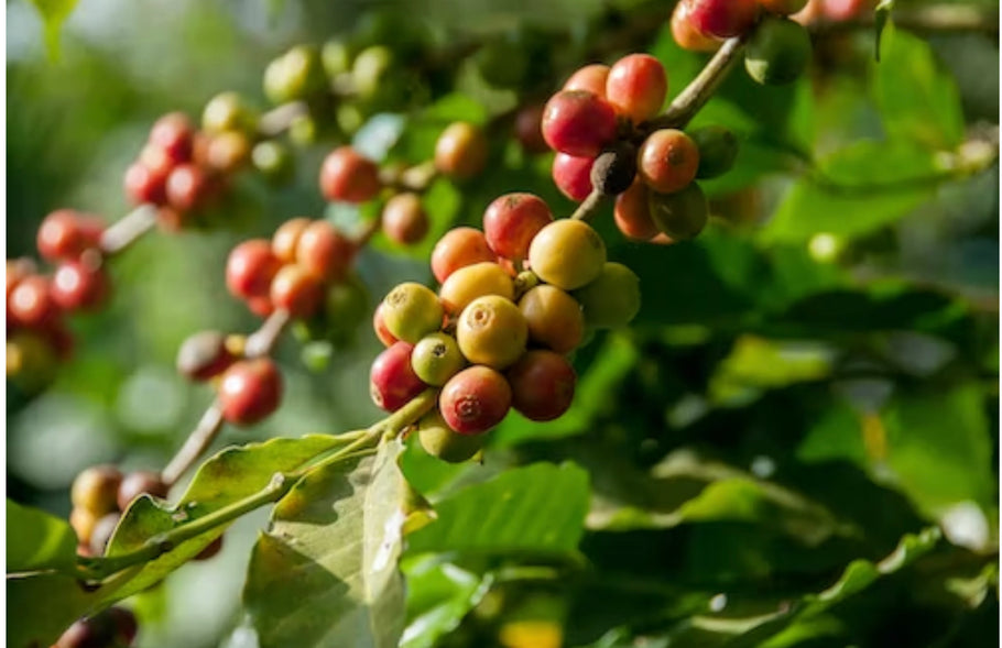 Organic Coffee: the Superior Bean