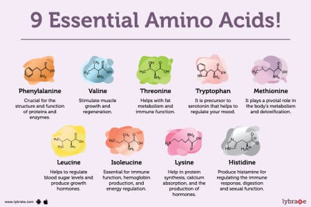 Essential Amino Acids: What They Are and Why They Are Essential