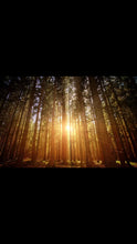 Load and play video in Gallery viewer, Smart Owl Coffee, Organic coffee, Non GMO coffee, sustainable coffee, ethical coffee, vitamin coffee, supplement coffee, healthy coffee, low acid coffee, low-acid coffee