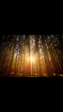 Load and play video in Gallery viewer, Smart Owl Coffee Video