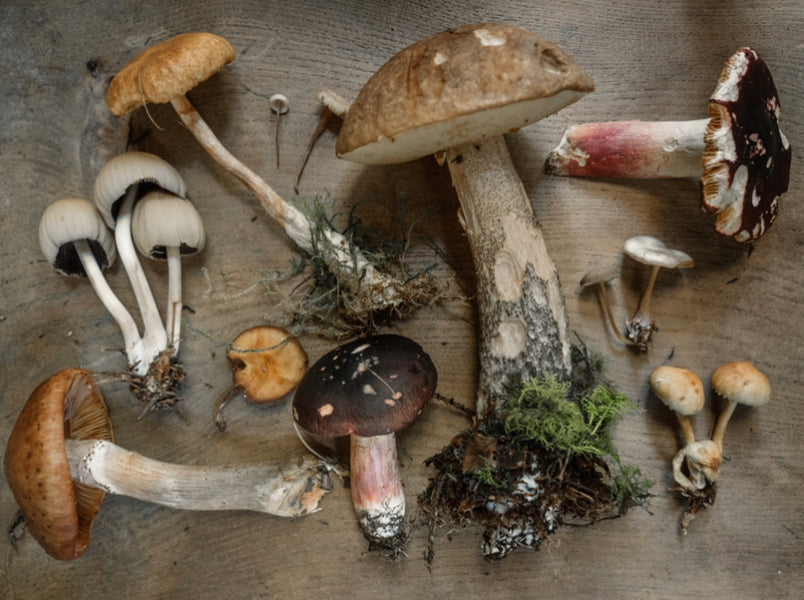 The Magic Elixir: Functional Mushroom Extract